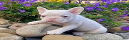 French Bulldog dogs for sale: Ace Pink Merle - Ad 2
