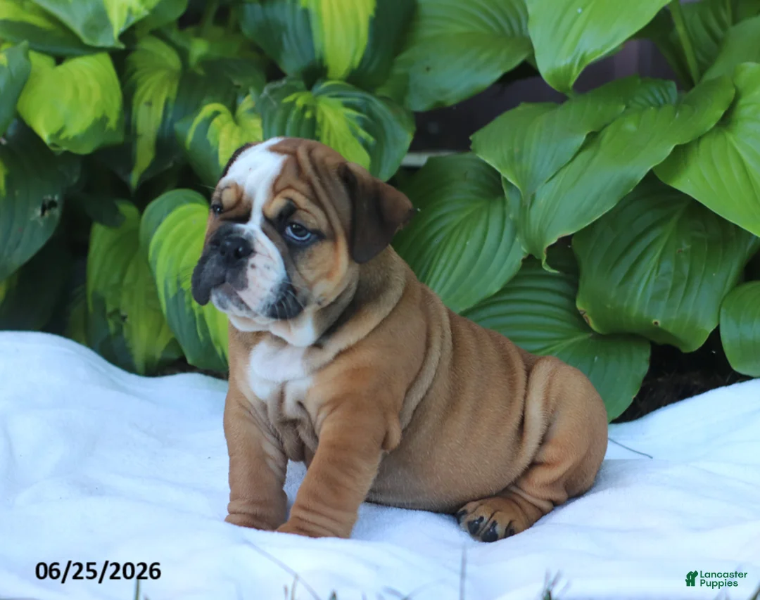 English Bulldog dogs for sale: Roger - Ad 2