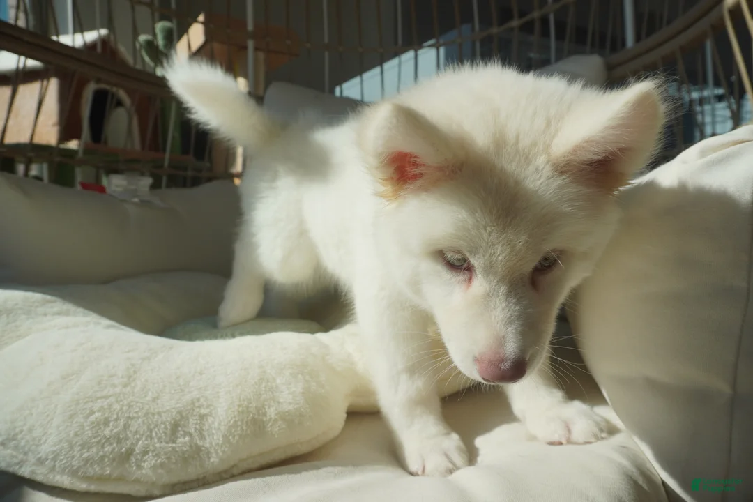 Alaskan Malamute dogs for sale: Melon - Ad 11