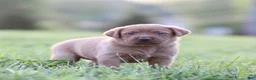 Labrador Retriever dogs for sale: Callie - Ad 1