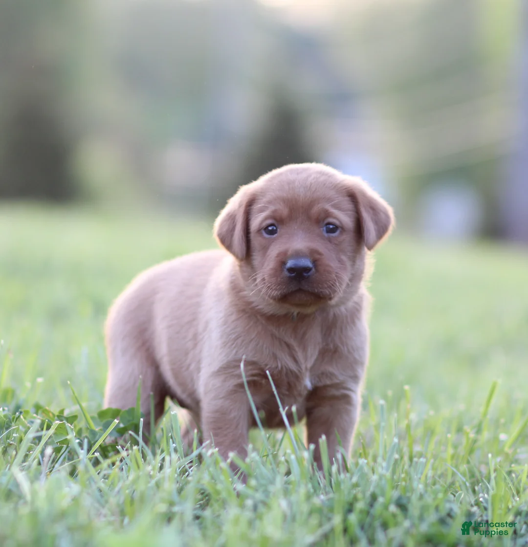 Labrador Retriever dogs for sale: Callie - Ad 1
