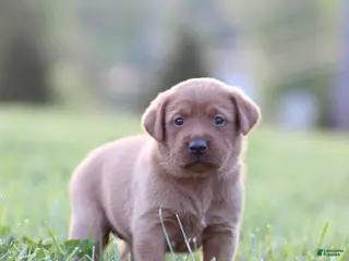 Labrador Retriever dogs for sale: Callie - Ad 1