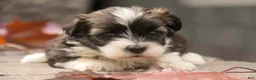 Havanese dogs for sale: Thelma Havanese Puppy  - Ad 4