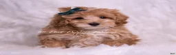 Maltipoo dogs for sale: Butterscotch - Ad 6