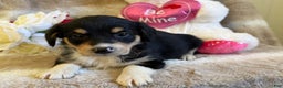 Mixed Breed dogs for sale: Candy - Ad 3