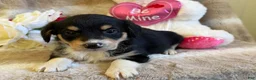 Mixed Breed dogs for sale: Candy - Ad 5