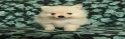 Pomeranian dogs for sale: Tiny tim - Ad 5