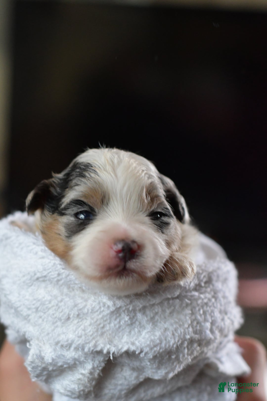 Mini Aussiedoodle dogs for sale: Cash - Ad 10