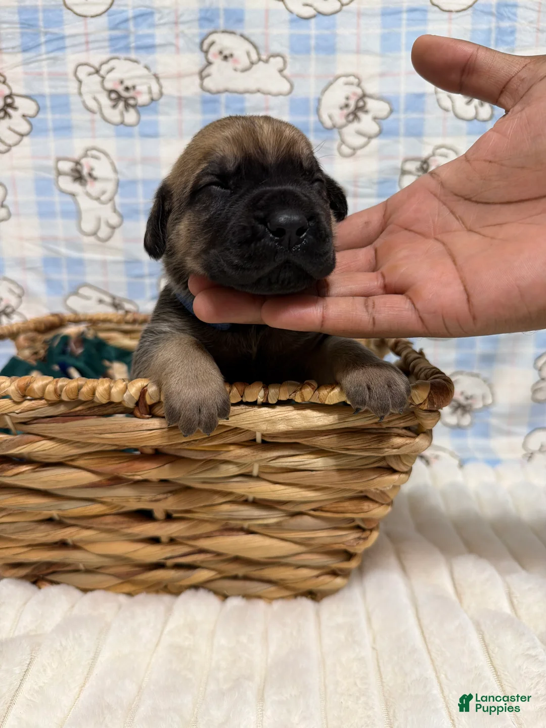 Cane Corso dogs for sale: Rupert - blue collar  - Ad 2