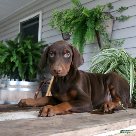 Doberman Pinscher dogs Wanda - Ad 2