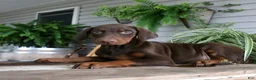 Doberman Pinscher dogs for sale: Wanda - Ad 2