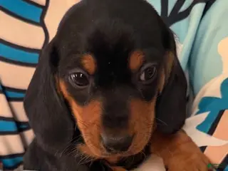 Dachshund dogs Dachshund Puppy 1 - Ad 32