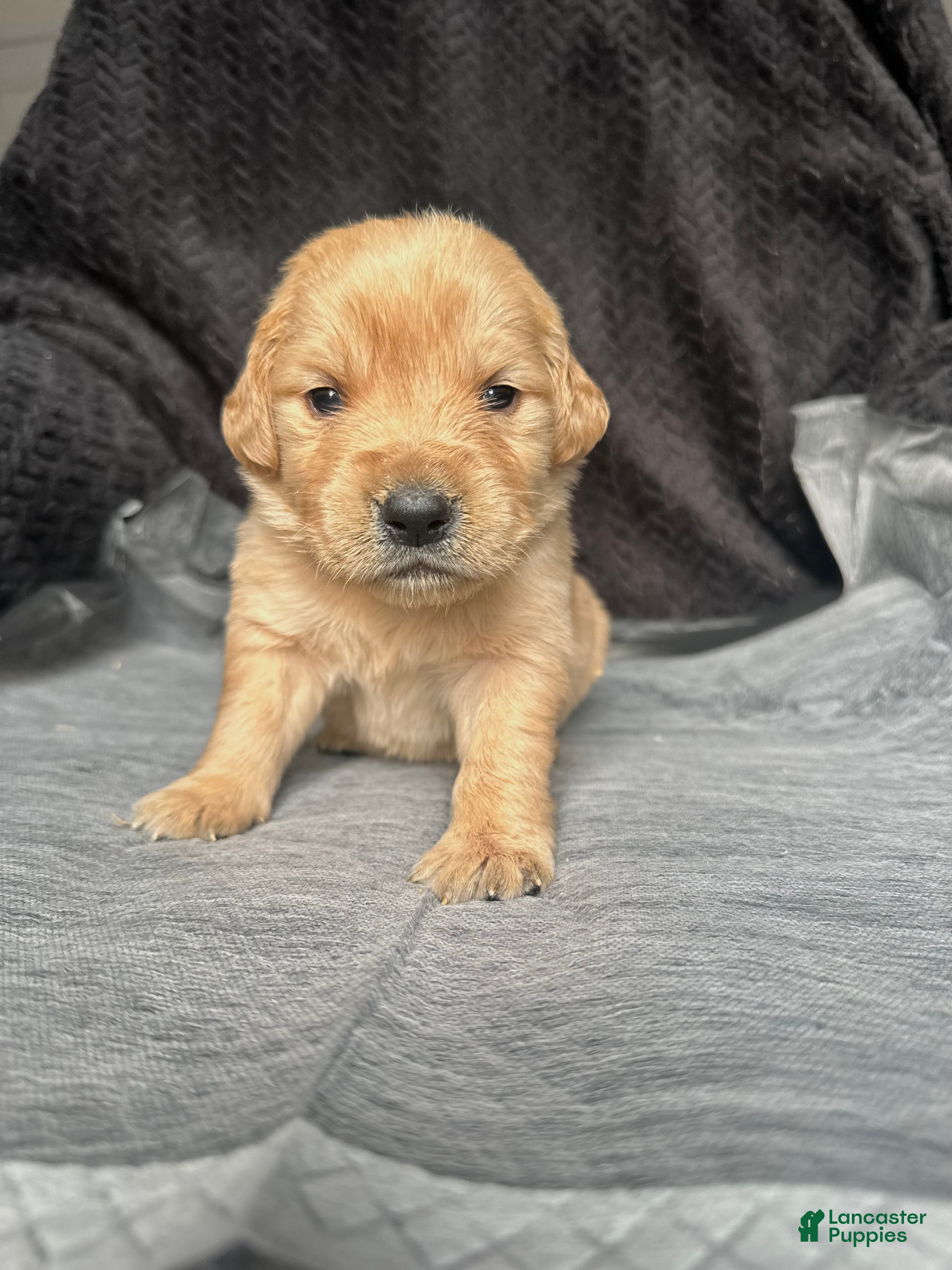 Golden Retriever dogs The Charlie Brown girls - Ad 39