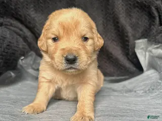 Golden Retriever dogs The Charlie Brown girls - Ad 39