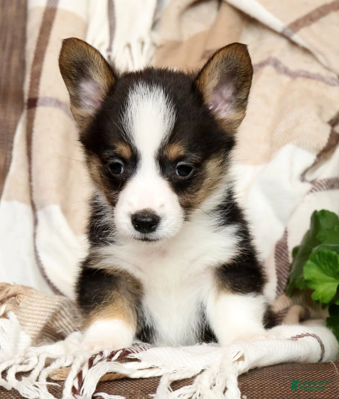 Welsh Corgi Pembroke dogs for sale: Dickson Genetic Clear - Ad 2