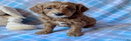 Mini Goldendoodle dogs for sale: Chipper - Ad 5