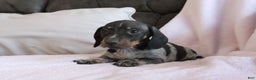 Miniature Dachshund dogs for sale: Miniature Dachshund Puppy 1 - Ad 3