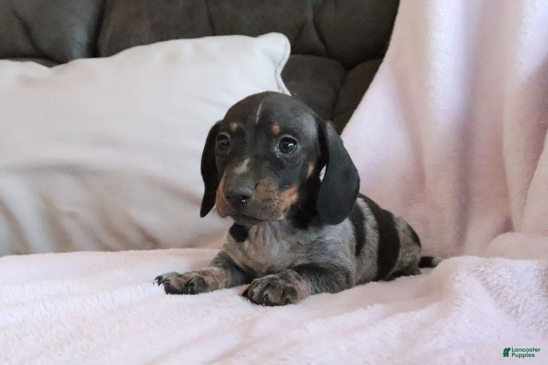 Miniature Dachshund dogs for sale: Miniature Dachshund Puppy 1 - Ad 3