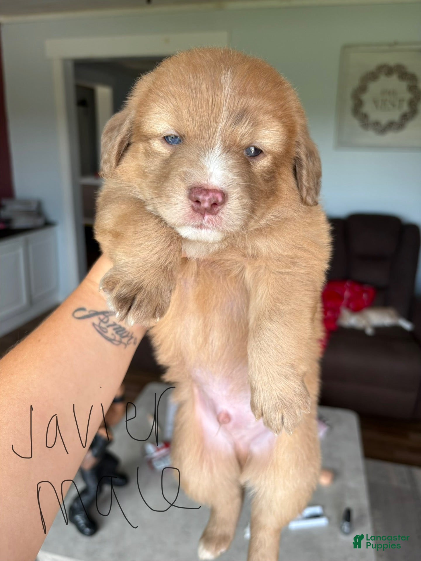 Aussiedoodle dogs Javier - Ad 40