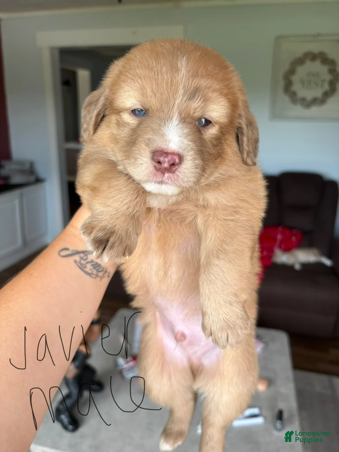 Aussiedoodle dogs for sale: Javier - Ad 1