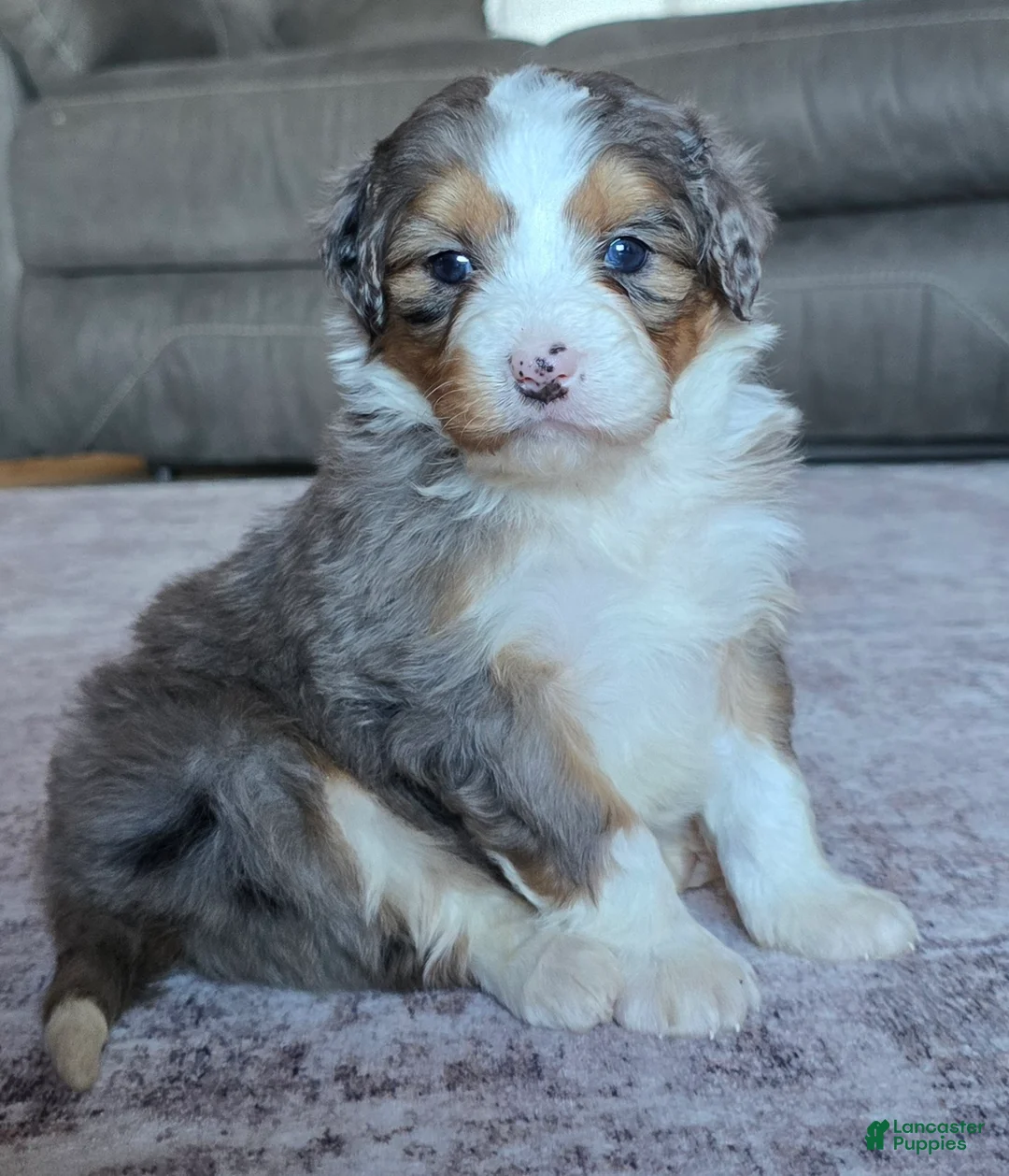 Mini Bernedoodle dogs for sale: Mini Callie - Ad 1