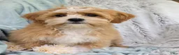 Shihpoo dogs for sale: Hudson - Ad 12