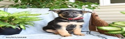 German Shepherd dogs for sale: Nina - Ad 1