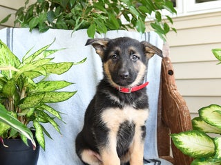 German Shepherd dogs Nina - Ad 24