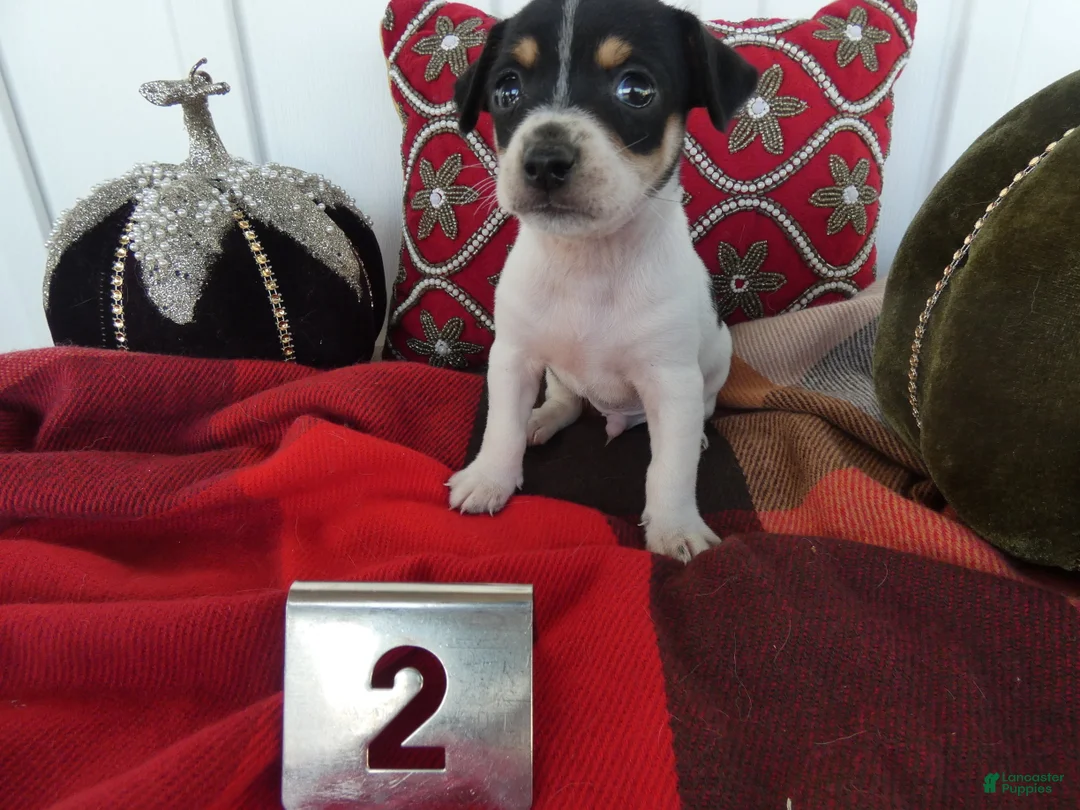 Chihuahua dogs for sale: Chihuahua 2 Leo - Ad 2