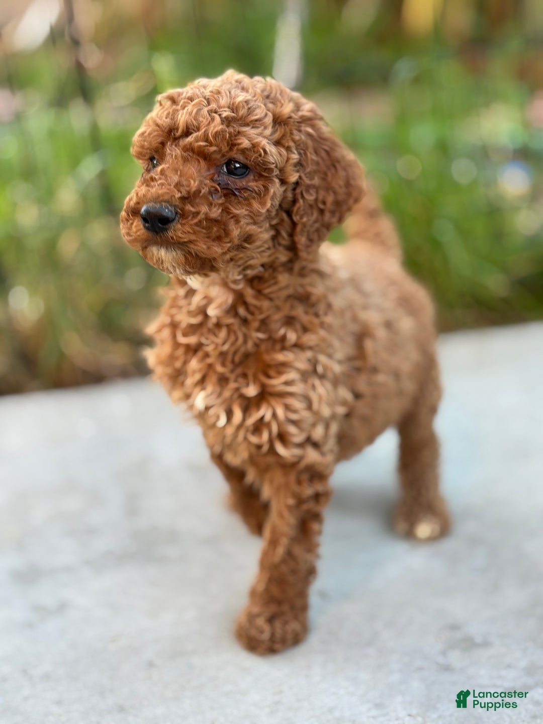 Standard Poodle dogs for sale: Daisy - Ad 6