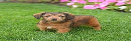 Mixed Breed dogs for sale: Daisy - Ad 5