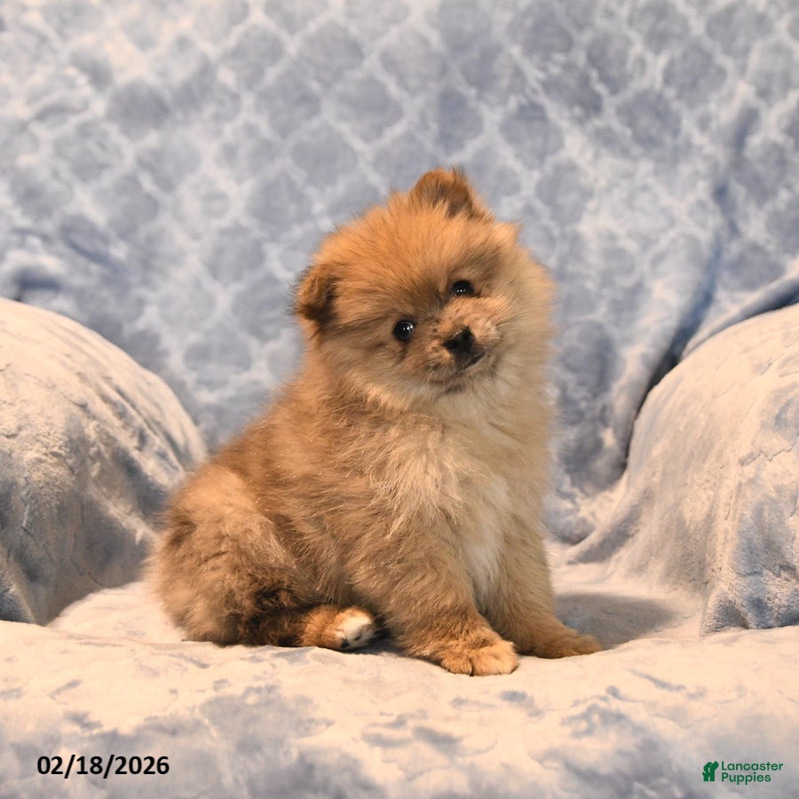 Pomeranian dogs Jimmy - Ad 1