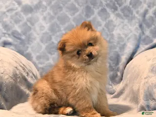 Pomeranian dogs for sale: Jimmy - Ad 3