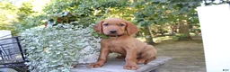 Mixed Breed dogs for sale: cooper - Ad 3