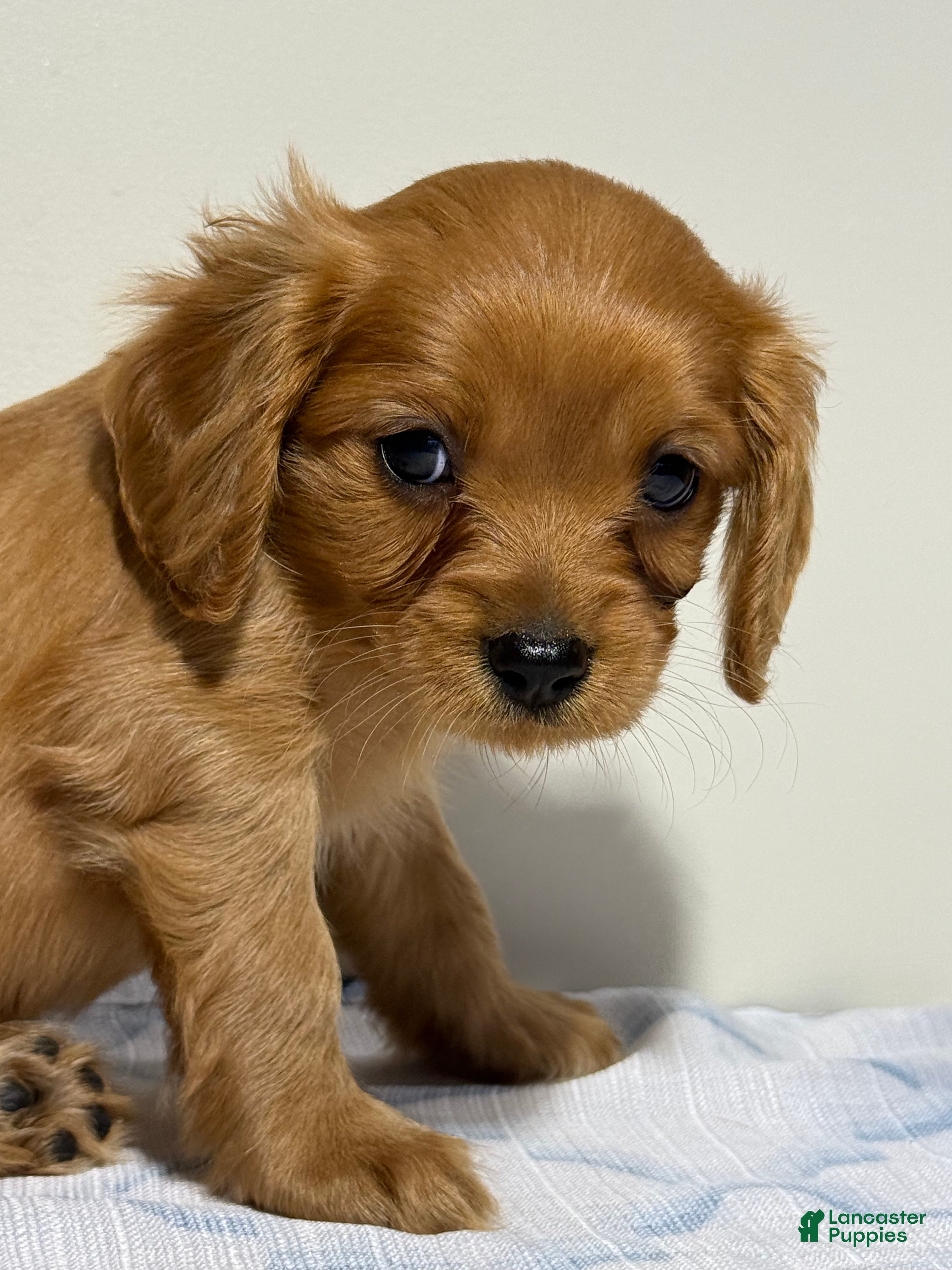 Cavapoo dogs Scott Cavapoo  - Ad 2