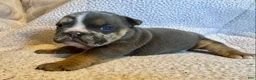 English Bulldog dogs for sale: Armani - Ad 3