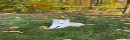 Gerberian Shepsky dogs for sale: Skye - Ad 5