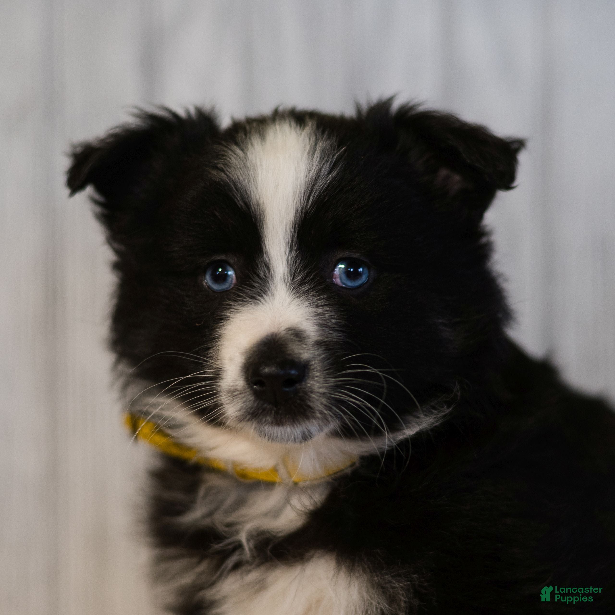 Miniature Australian Shepherd dogs Cindy  - Ad 1