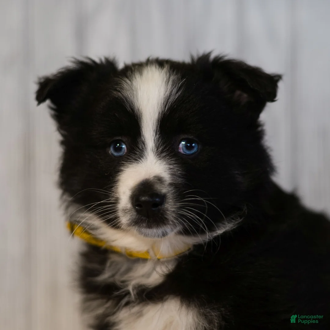 Miniature Australian Shepherd dogs for sale: Cindy  - Ad 2