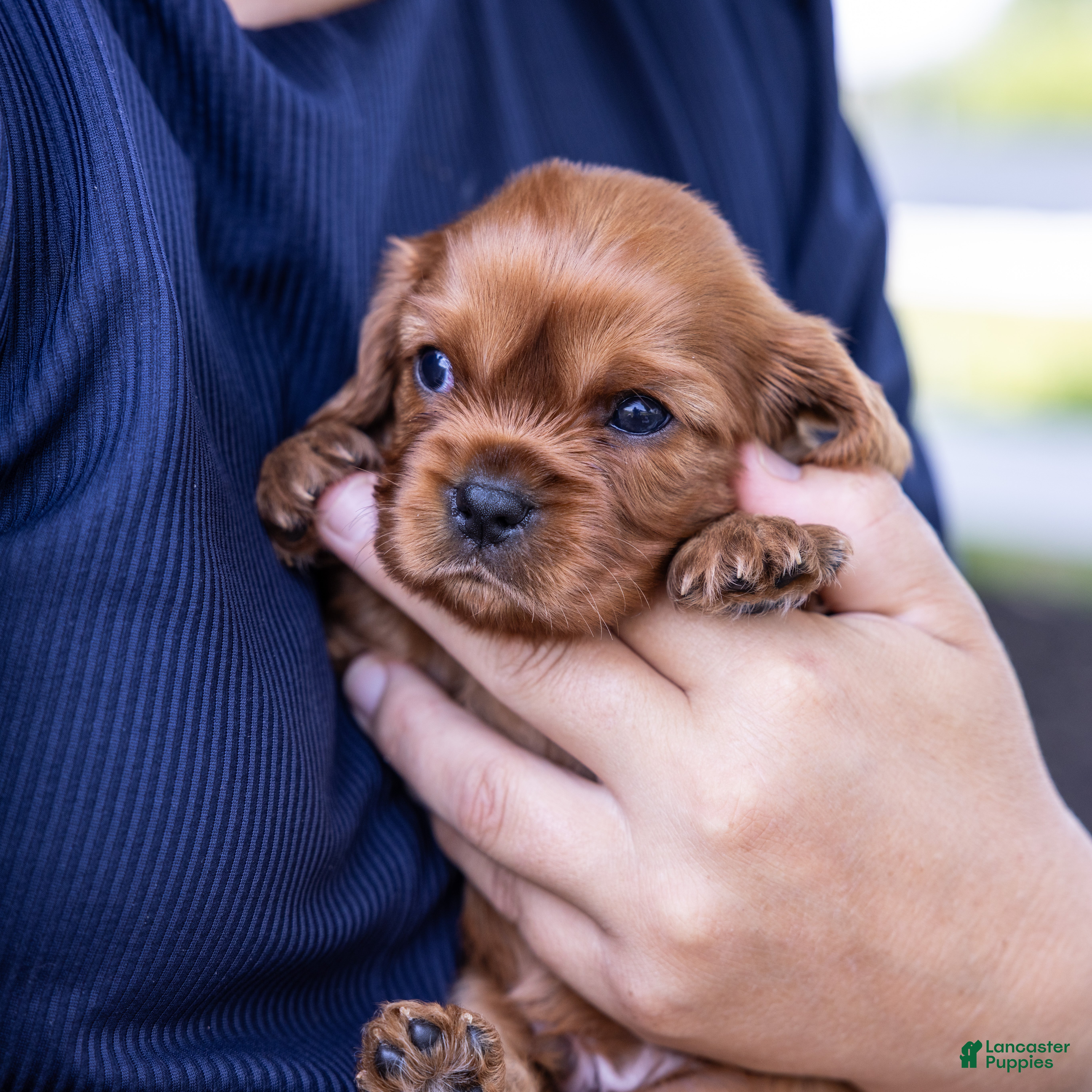 Cavalier King Charles Spaniel dogs Alfalfa - Ad 1