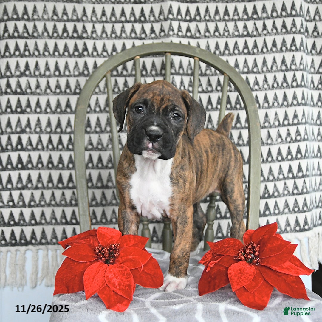 Boxer dogs for sale: Juniper - Ad 3
