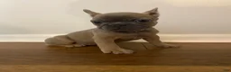 French Bulldog dogs for sale: French Bulldog 3 - Ad 2