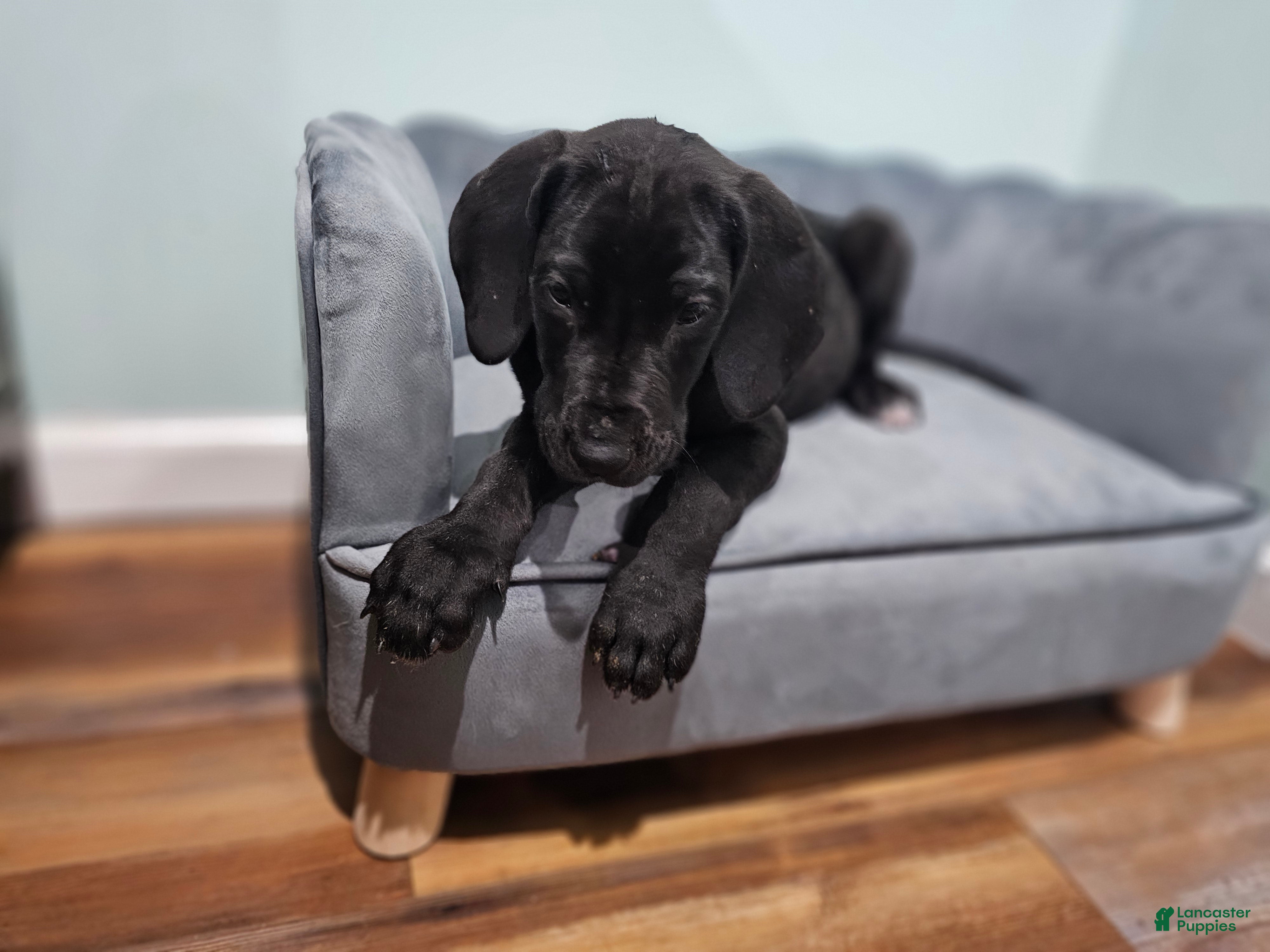 Great Dane dogs Black - Ad 2