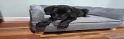 Great Dane dogs for sale: Black - Ad 2