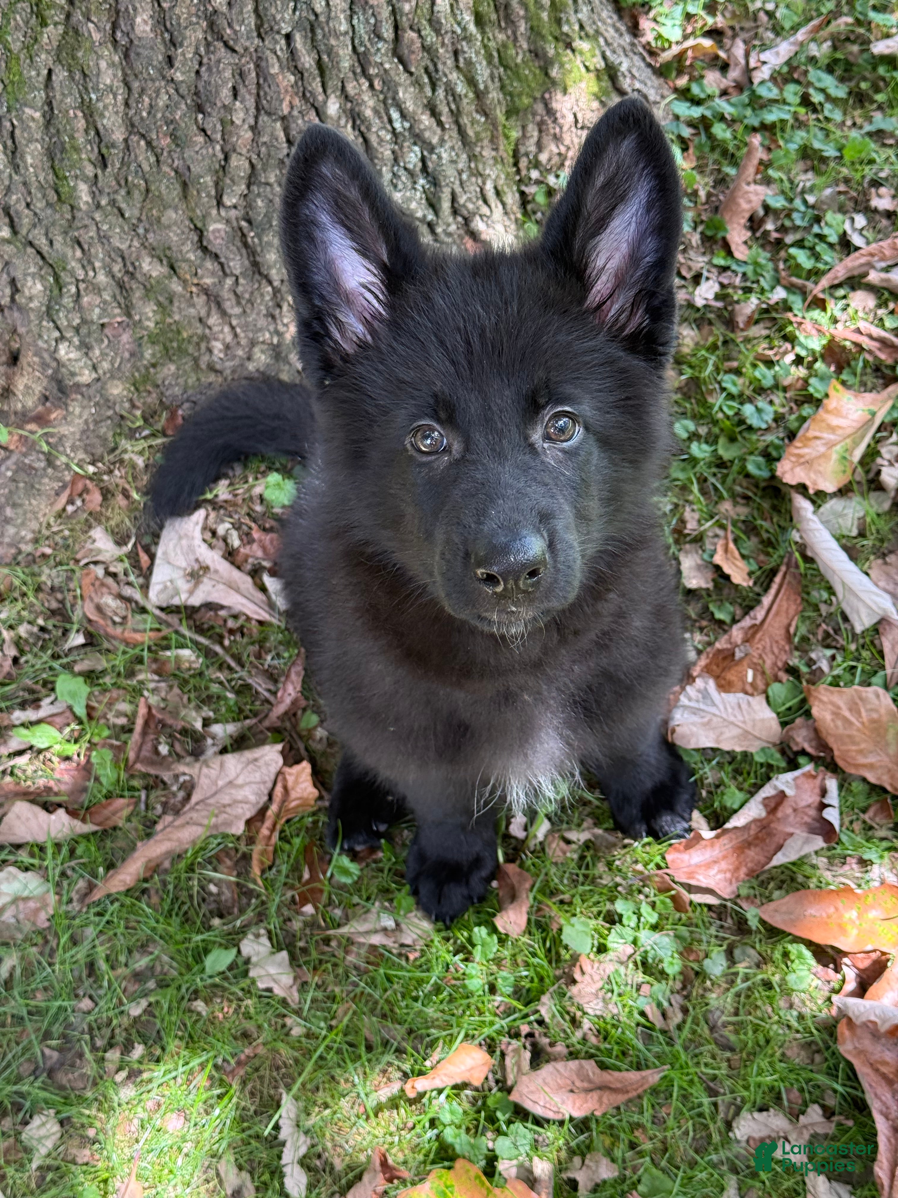 German Shepherd dogs Bruno - Ad 2