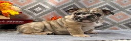 English Bulldog dogs for sale: Banjo - Ad 2