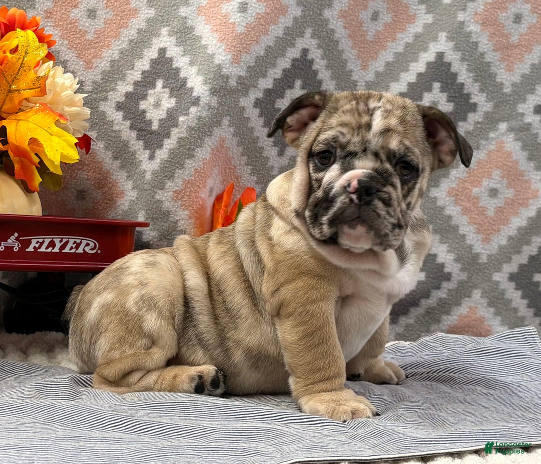 English Bulldog dogs for sale: Banjo - Ad 2