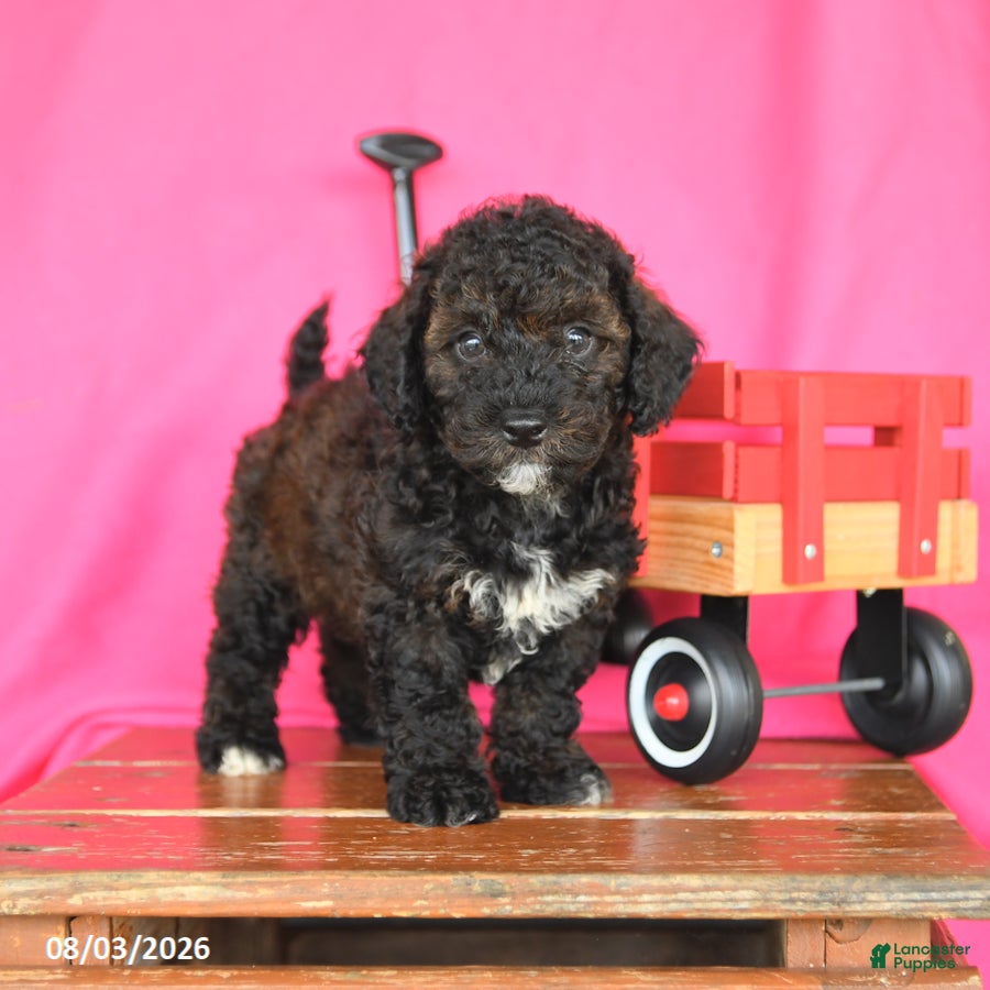 Miniature Poodle dogs Kenny - Ad 1