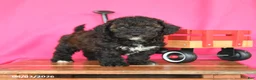 Miniature Poodle dogs for sale: Kenny - Ad 1