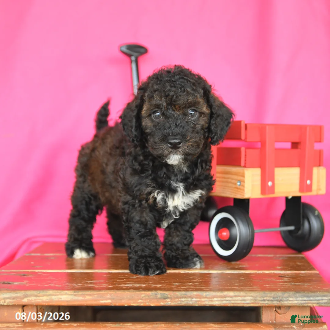 Miniature Poodle dogs for sale: Kenny - Ad 1